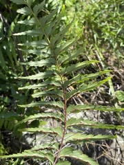 Asplenium friesiorum