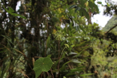 Hydrocotyle acutifolia