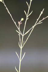 Agalinis skinneriana