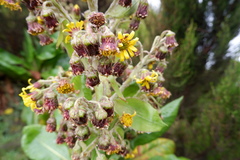Dendrosenecio
