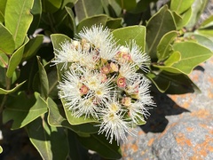 Syzygium legatii