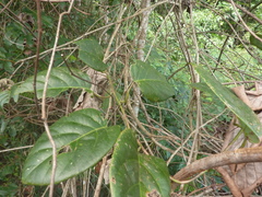 Passiflora longiracemosa