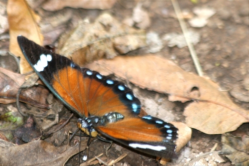 Euphaedra rattrayi