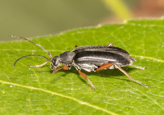 Grammoptera subargentata