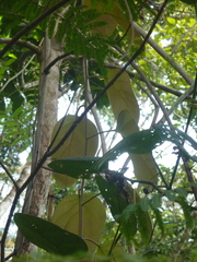 Passiflora longiracemosa