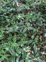 Tradescantia zebrina