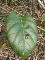 Passiflora longiracemosa