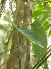 Passiflora longiracemosa