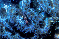 Emblemariopsis bahamensis