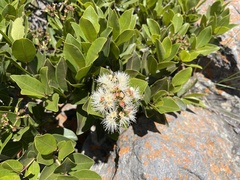 Syzygium legatii