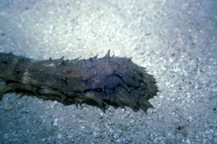 Holothuria thomasi