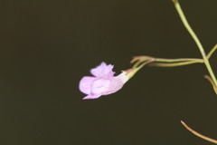 Agalinis skinneriana