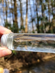 Clinostomus elongatus