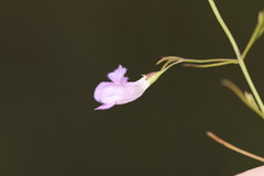 Agalinis skinneriana