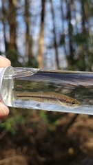 Clinostomus elongatus