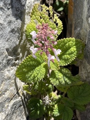 Plectranthus rubropunctatus