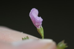 Agalinis skinneriana