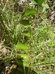 Passiflora coccinea