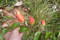 Passiflora coccinea