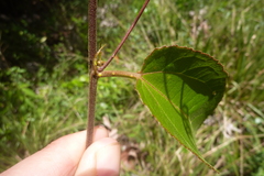 Passiflora coccinea