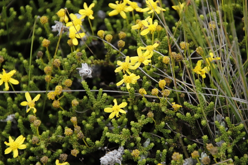 Image of Euryops candollei by (c) Tony Rebelo, some rights reserved (CC BY-SA)