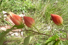 Passiflora coccinea