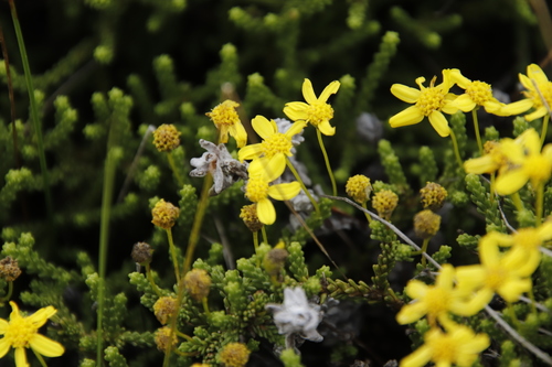 Image of Euryops candollei by (c) Tony Rebelo, some rights reserved (CC BY-SA)