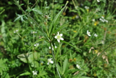 Eriocapitella rivularis