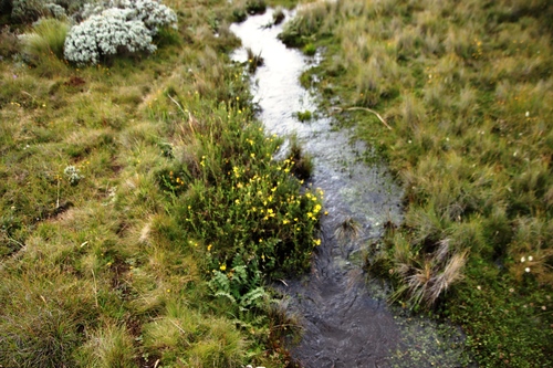 Senecio achilleifolius, photograph 3