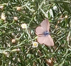 Leptotes pirithous