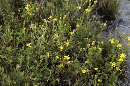 Senecio achilleifolius, photograph 4