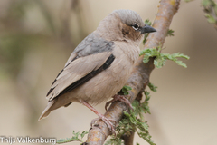 Pseudonigrita arnaudi