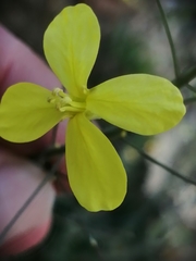 Brassica barrelieri