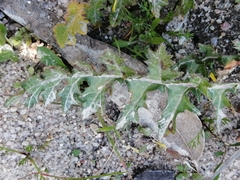 Brassica barrelieri