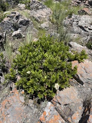 Syzygium legatii