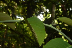 Passiflora longiracemosa