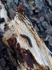 Stenagostus rhombeus