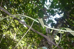 Passiflora longiracemosa