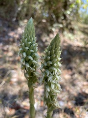 Brachystele unilateralis