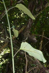 Passiflora longiracemosa