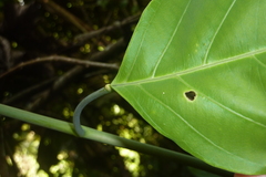 Passiflora longiracemosa