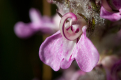 Pedicularis attollens