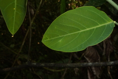 Passiflora longiracemosa
