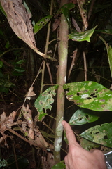 Passiflora longiracemosa