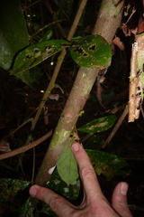 Passiflora longiracemosa