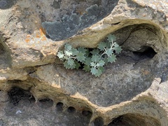 Senecio hederiformis