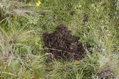 Cryptomys hottentotus