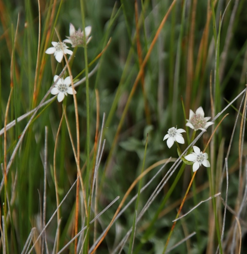 Image of Alepidea serrata by (c) Tony Rebelo, some rights reserved (CC BY-SA)