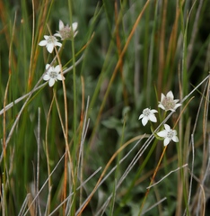 Alepidea serrata cathcartensis