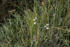 Alepidea serrata cathcartensis